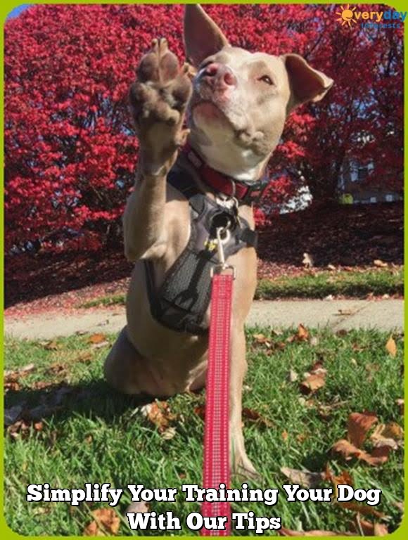 Simplify Your Training Your Dog With Our Tips