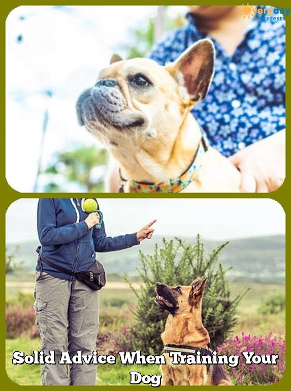 Solid Advice When Training Your Dog