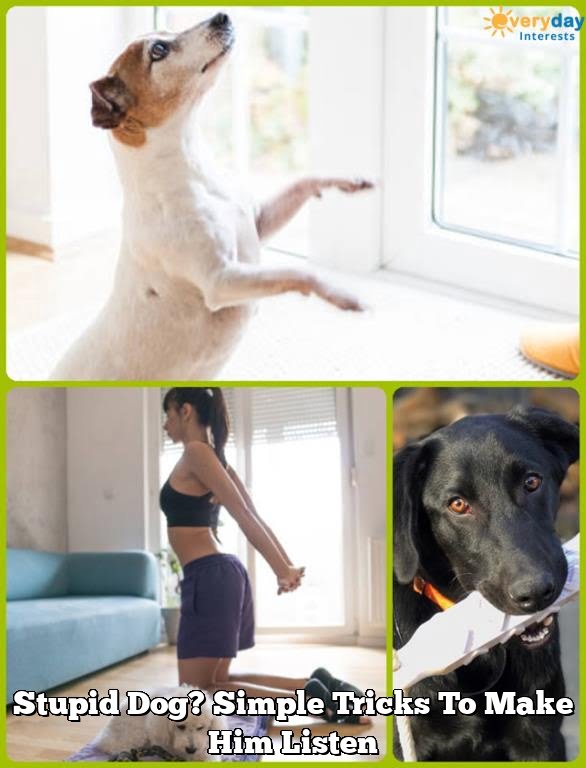 Stupid Dog? Simple Tricks To Make Him Listen Stupid Dog? Simple Tricks To Make Him Listen