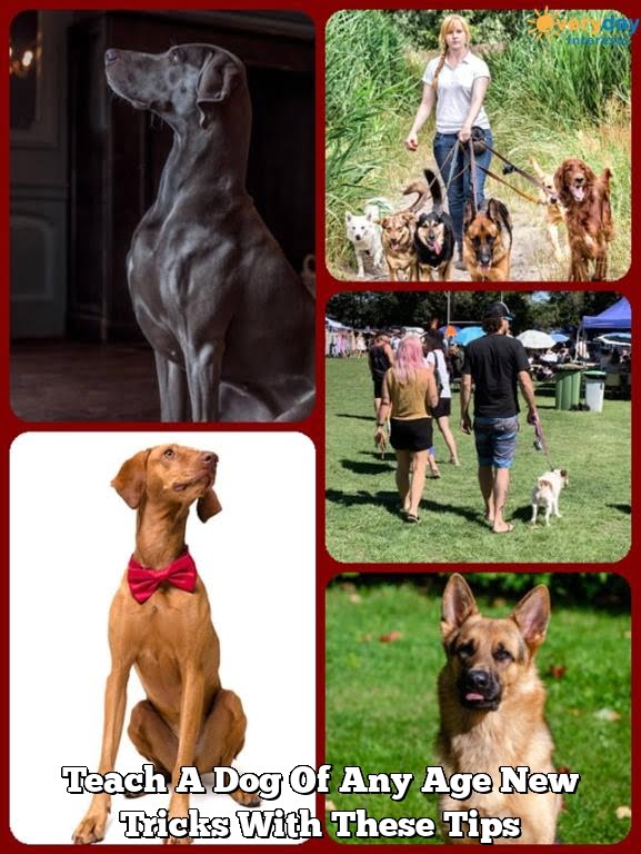 Teach A Dog Of Any Age New Tricks With These Tips Teach A Dog Of Any Age New Tricks With These Tips