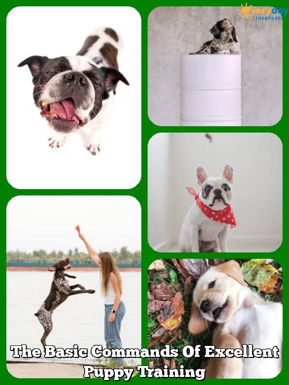 The Basic Commands Of Excellent Puppy Training 1 The Basic Commands Of Excellent Puppy Training