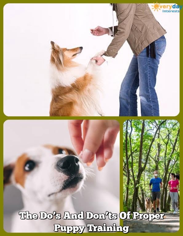 The Do's And Don'ts Of Proper Puppy Training The Do’s And Don’ts Of Proper Puppy Training