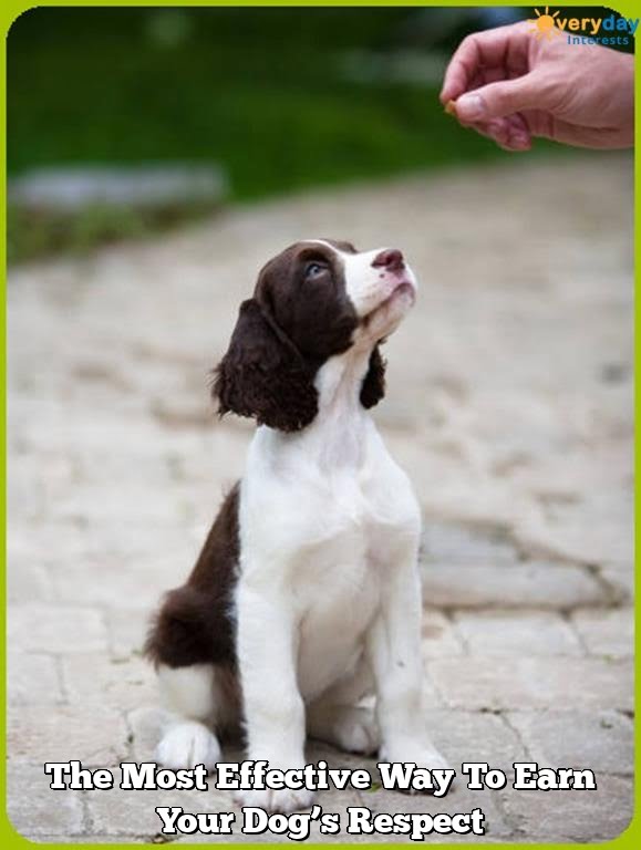 The Most Effective Way To Earn Your Dog's Respect 1 The Most Effective Way To Earn Your Dog’s Respect