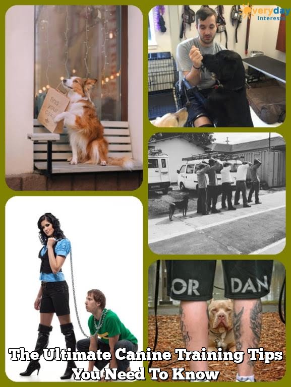 The Ultimate Canine Training Tips You Need To Know The Ultimate Canine Training Tips You Need To Know