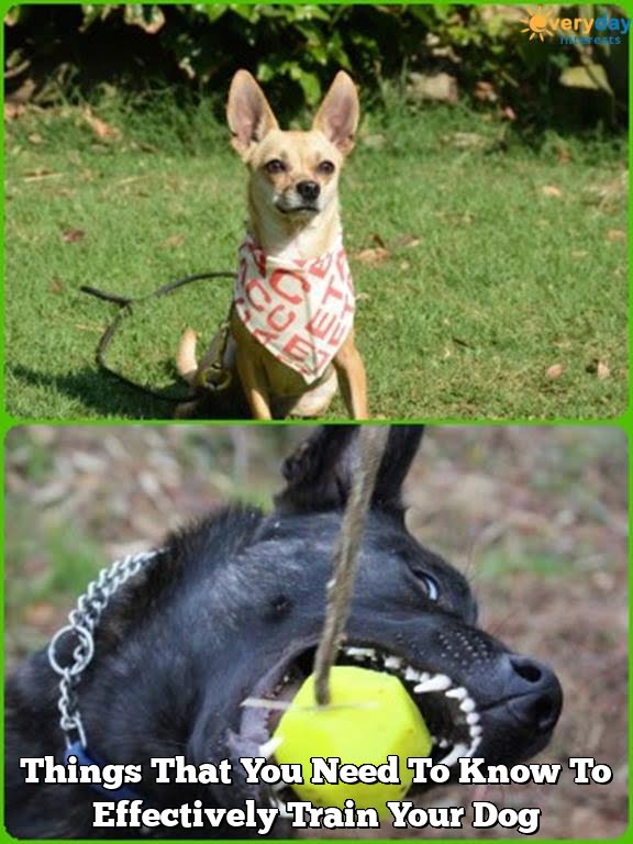 Things That You Need To Know To Effectively Train Your Dog Things That You Need To Know To Effectively Train Your Dog
