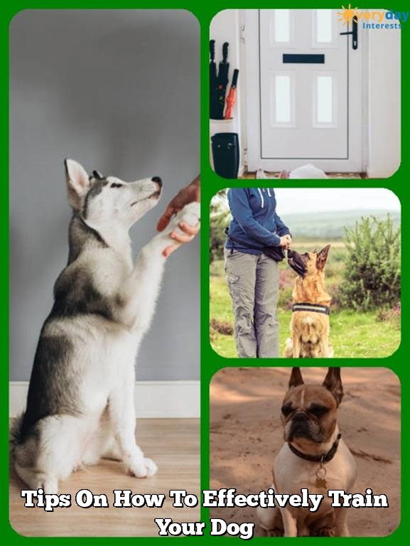 Tips On How To Effectively Train Your Dog