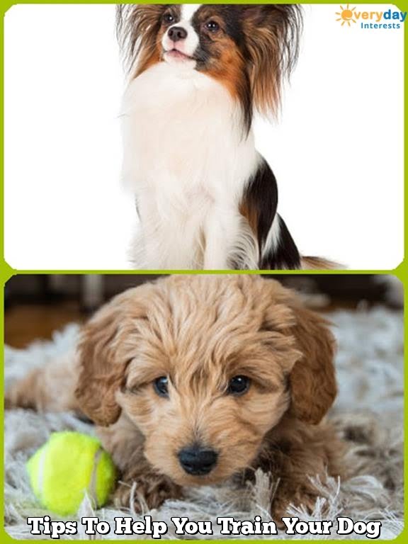 Tips To Help You Train Your Dog Tips To Help You Train Your Dog