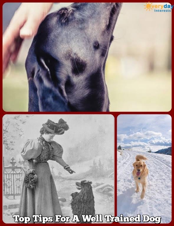 Top Tips For A Well Trained Dog