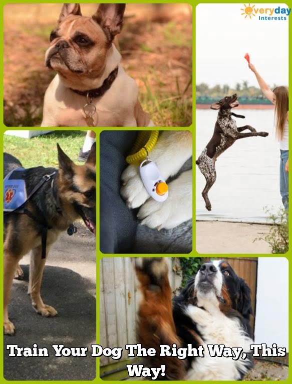 Train Your Dog The Right Way, This Way! Train Your Dog The Right Way, This Way!