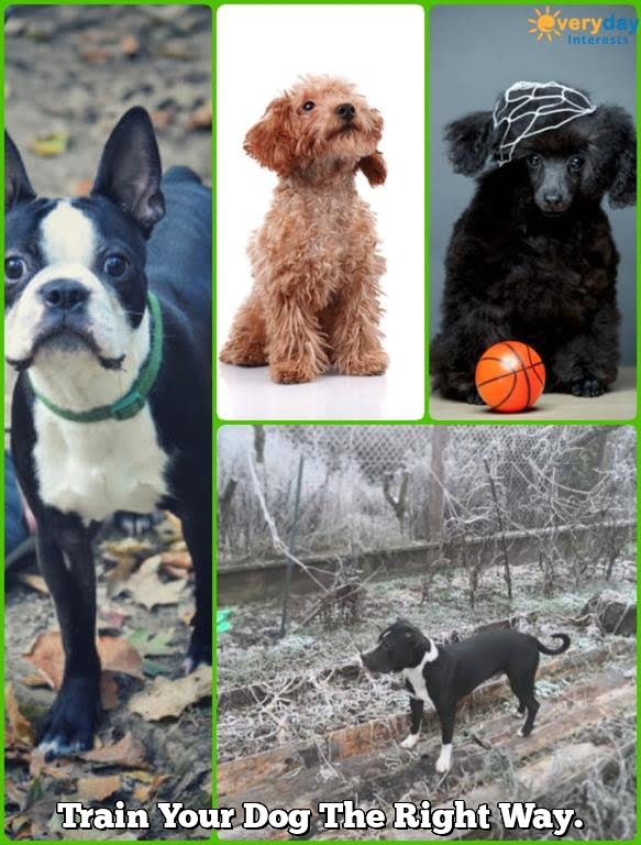 Train Your Dog The Right Way.