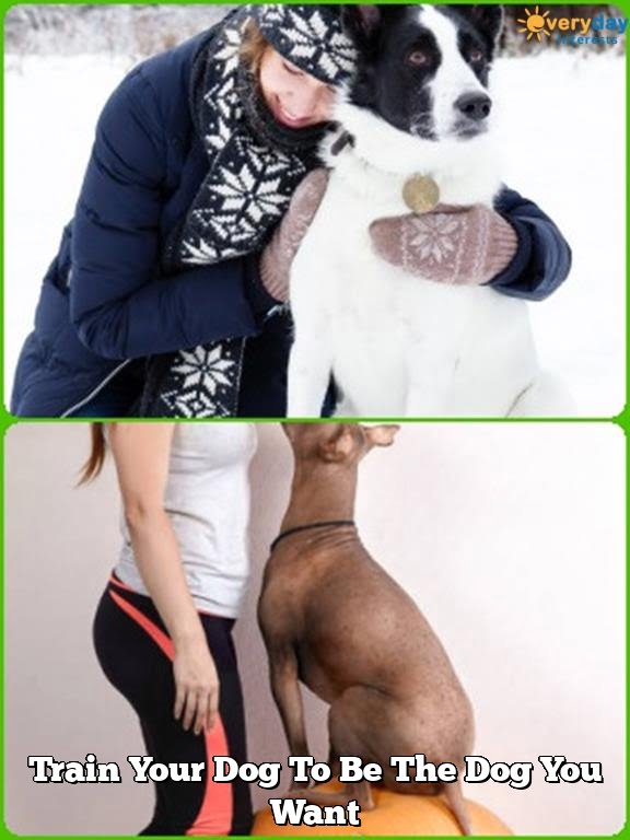 Train Your Dog To Be The Dog You Want Train Your Dog To Be The Dog You Want
