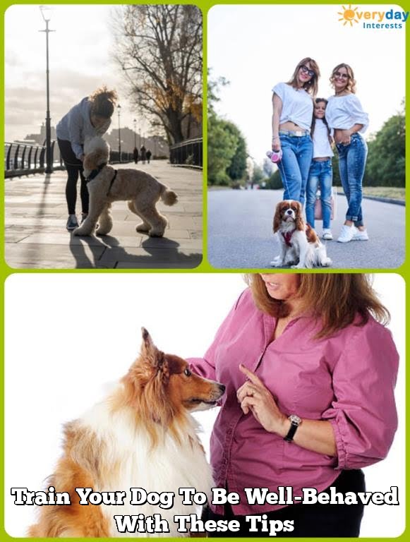 Train Your Dog To Be Well-Behaved With These Tips 1 Train Your Dog To Be Well-Behaved With These Tips