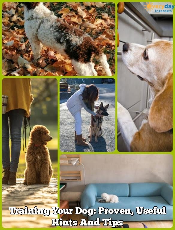 Training Your Dog:  Proven, Useful Hints And Tips