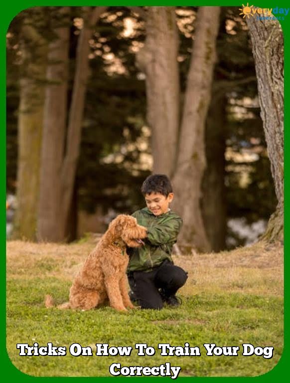 Tricks On How To Train Your Dog Correctly