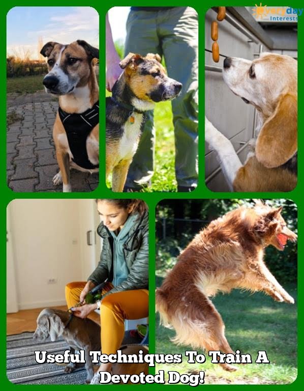 Useful Techniques To Train A Devoted Dog! 1 Useful Techniques To Train A Devoted Dog!