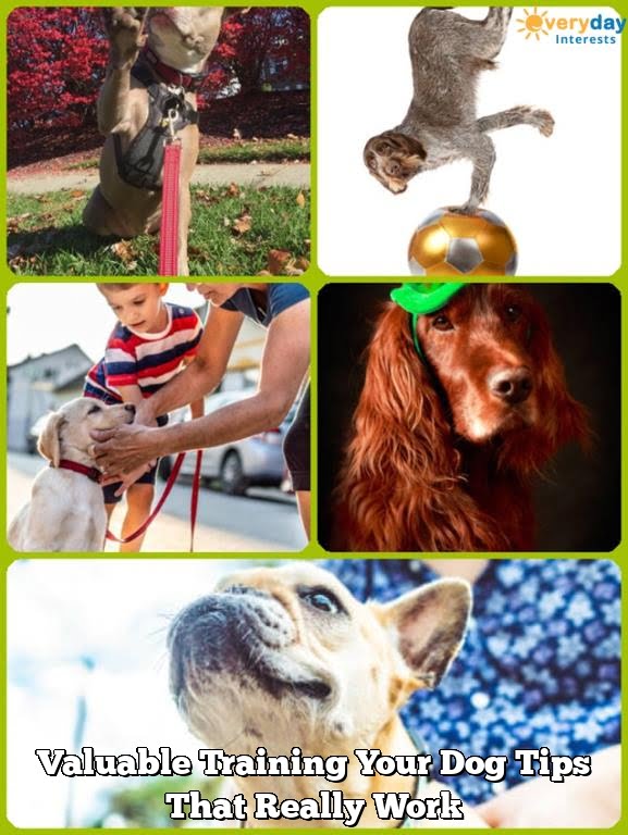 Valuable Training Your Dog Tips That Really Work 3 Valuable Training Your Dog Tips That Really Work