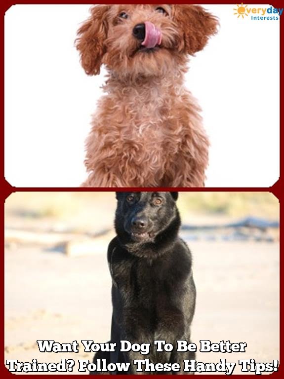 Want Your Dog To Be Better Trained?  Follow These Handy Tips! Want Your Dog To Be Better Trained?  Follow These Handy Tips!