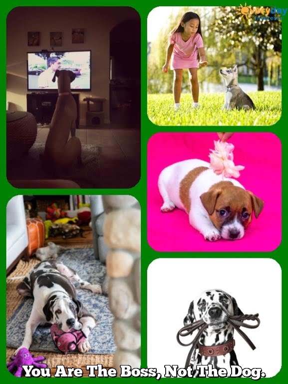 You Are The Boss, Not The Dog.