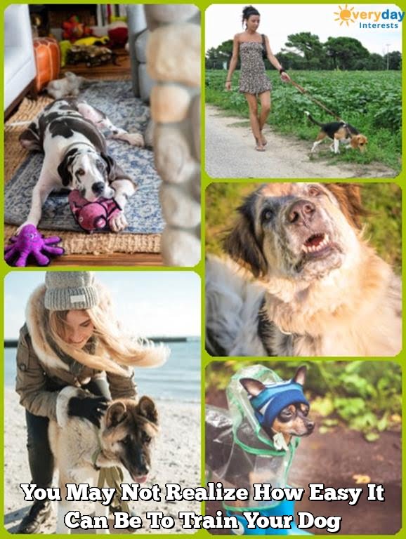 You May Not Realize How Easy It Can Be To Train Your Dog 2 you may not realize how easy it can be to train your dog