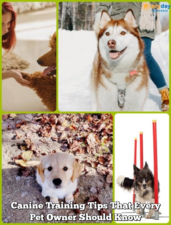 Canine Training Tips That Every Pet Owner Should Know Canine Training Tips That Every Pet Owner Should Know