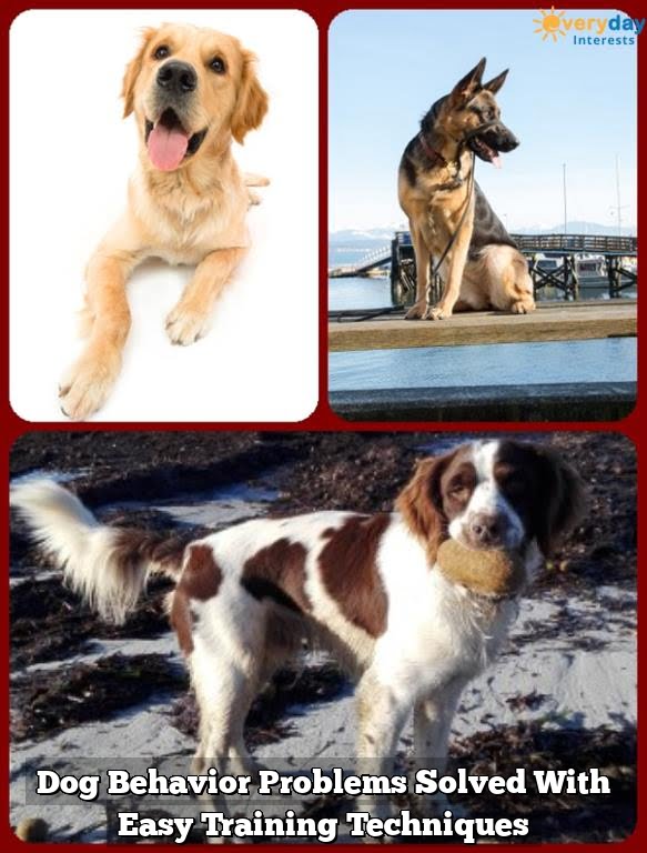 Dog Behavior Problems Solved With Easy Training Techniques Dog Behavior Problems Solved With Easy Training Techniques