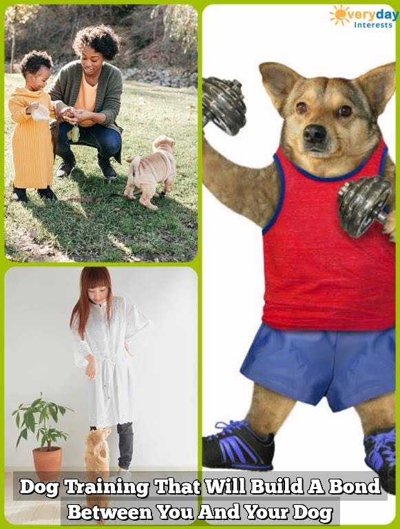 Dog Training That Will Build A Bond Between You And Your Dog Dog Training That Will Build A Bond Between You And Your Dog