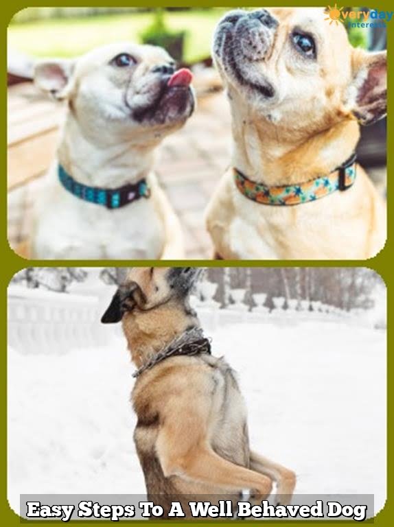 Easy Steps To A Well Behaved Dog Easy Steps To A Well Behaved Dog