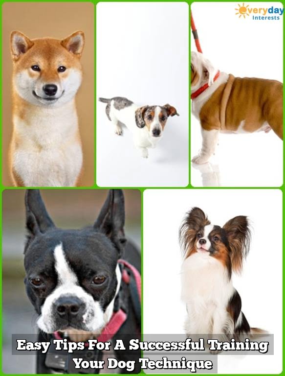 Easy Tips For A Successful Training Your Dog Technique 1 Easy Tips For A Successful Training Your Dog Technique