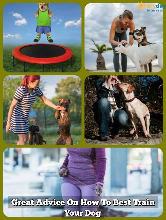 Great Advice On How To Best Train Your Dog Great Advice On How To Best Train Your Dog