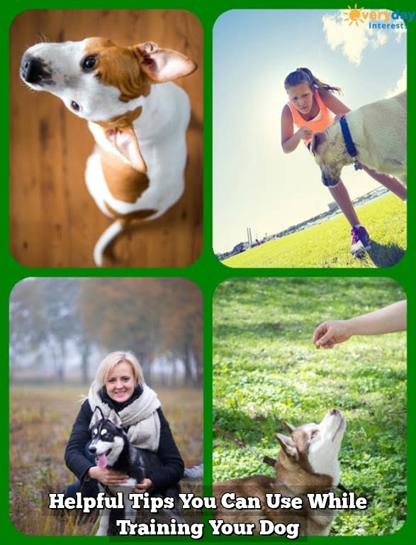 Helpful Tips You Can Use While Training Your Dog 1 Helpful Tips You Can Use While Training Your Dog