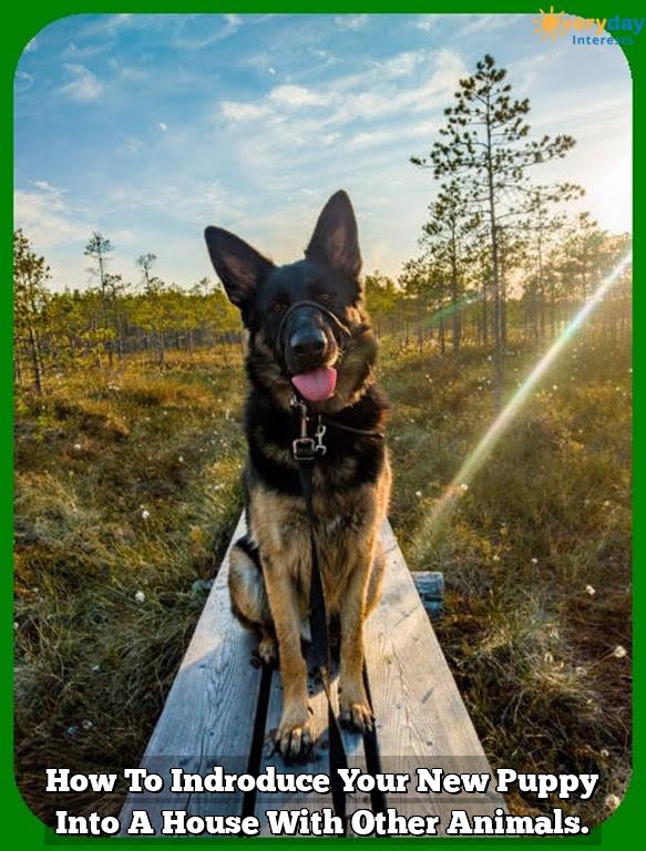 How To Indroduce Your New Puppy Into A House With Other Animals. How To Indroduce Your New Puppy Into A House With Other Animals.