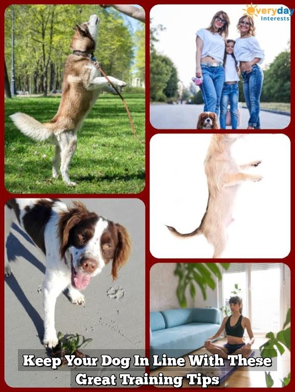 Keep Your Dog In Line With These Great Training Tips Keep Your Dog In Line With These Great Training Tips
