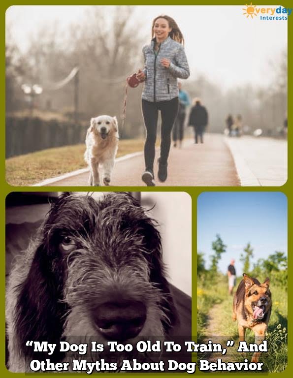 “My Dog Is Too Old To Train,” And Other Myths About Dog Behavior