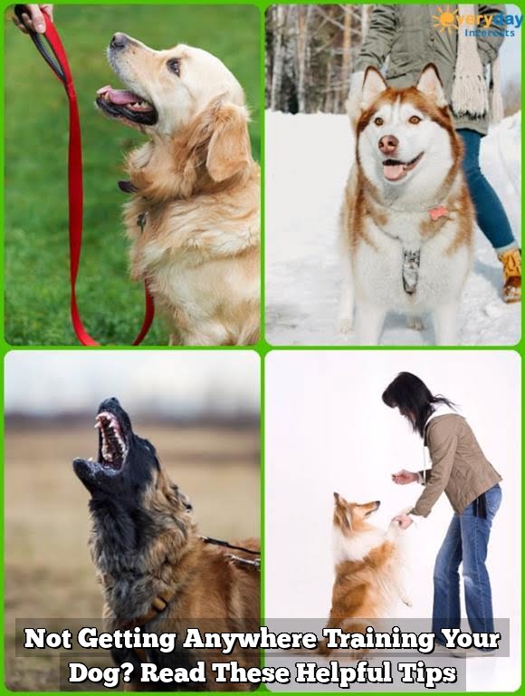 Not Getting Anywhere Training Your Dog? Read These Helpful Tips Not Getting Anywhere Training Your Dog? Read These Helpful Tips