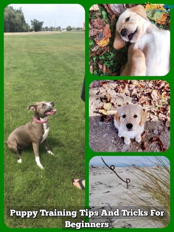 Puppy Training Tips And Tricks For Beginners Puppy Training Tips And Tricks For Beginners