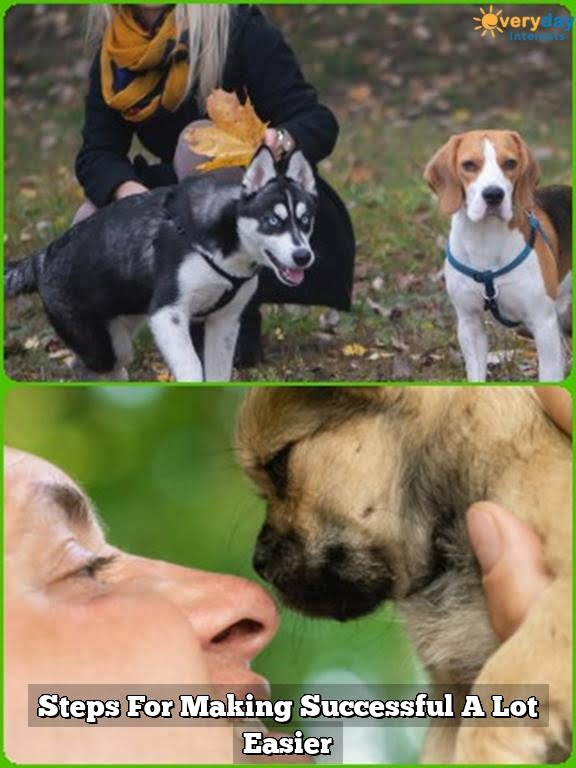 Steps For Making Successful A Lot Easier