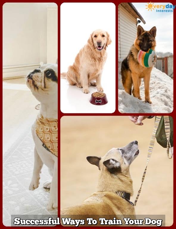 Successful Ways To Train Your Dog Successful Ways To Train Your Dog