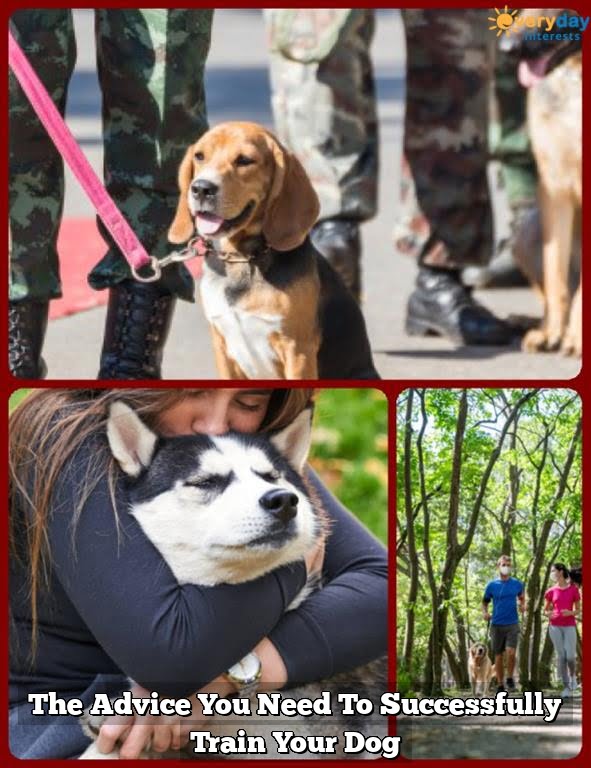 The Advice You Need To Successfully Train Your Dog 1 The Advice You Need To Successfully Train Your Dog