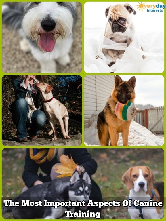 The Most Important Aspects Of Canine Training 1 The Most Important Aspects Of Canine Training