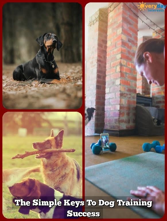 The Simple Keys To Dog Training Success The Simple Keys To Dog Training Success