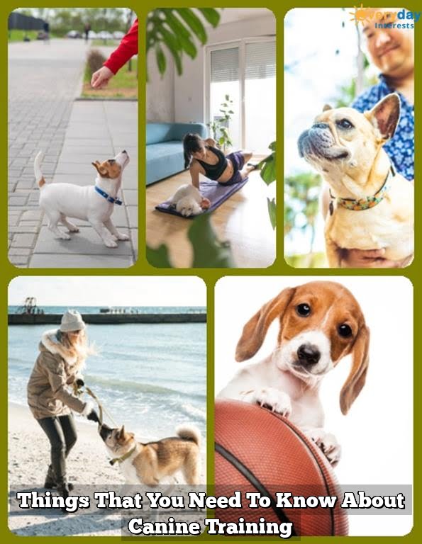Things That You Need To Know About Canine Training Things That You Need To Know About Canine Training