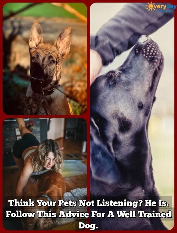 Think Your Pets Not Listening? He Is. Follow This Advice For A Well Trained Dog. Think Your Pets Not Listening? He Is. Follow This Advice For A Well Trained Dog.