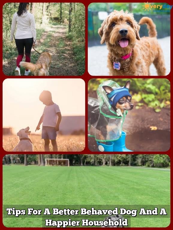 Tips For A Better Behaved Dog And A Happier Household 1 Tips For A Better Behaved Dog And A Happier Household