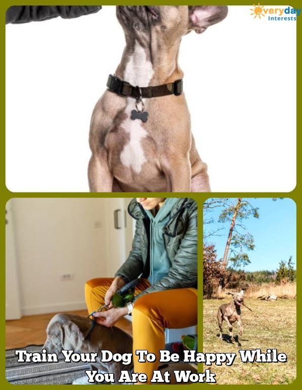 Train Your Dog To Be Happy While You Are At Work Train Your Dog To Be Happy While You Are At Work