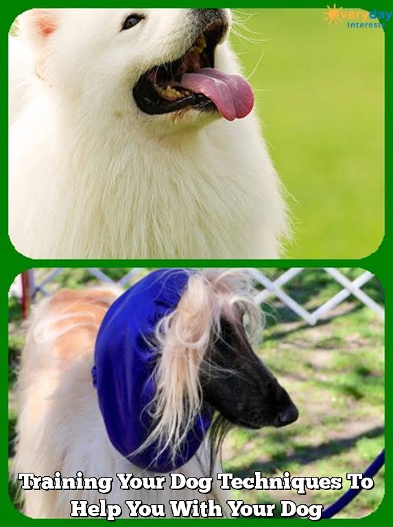 Training Your Dog Techniques To Help You With Your Dog Training Your Dog Techniques To Help You With Your Dog