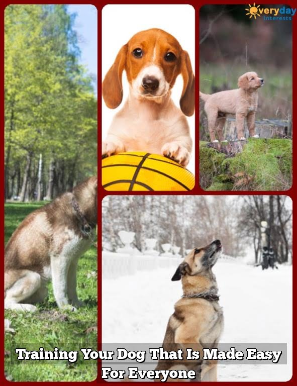 Training Your Dog That Is Made Easy For Everyone Training Your Dog That Is Made Easy For Everyone