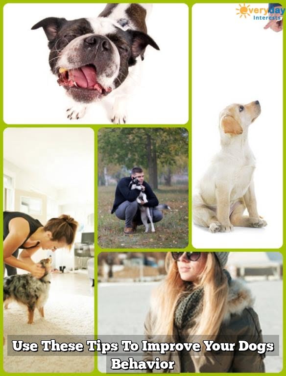 Use These Tips To Improve Your Dogs Behavior Use These Tips To Improve Your Dogs Behavior