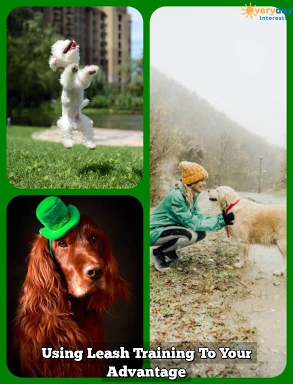 Using Leash Training To Your Advantage