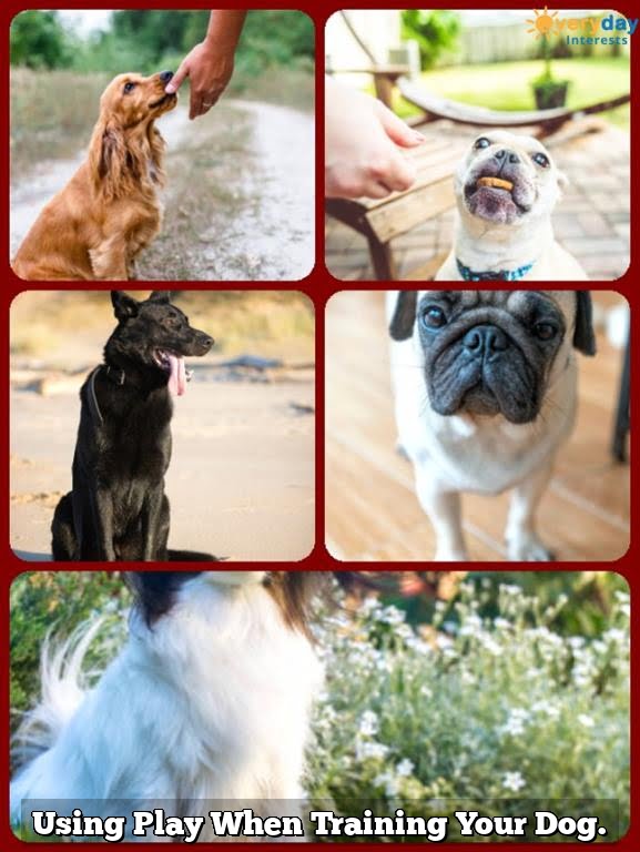 Using Play When Training Your Dog. Using Play When Training Your Dog.