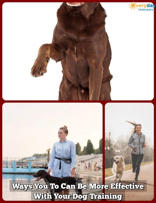 Ways You To Can Be More Effective With Your Dog Training Ways You To Can Be More Effective With Your Dog Training